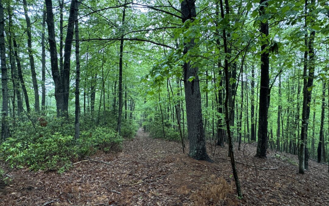 SPECIAL COMMISSIONER’S AUCTION